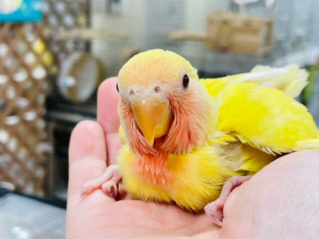 コザクラインコ（小桜インコ）