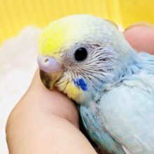 美しくパステルなカラー！！　セキセイインコ