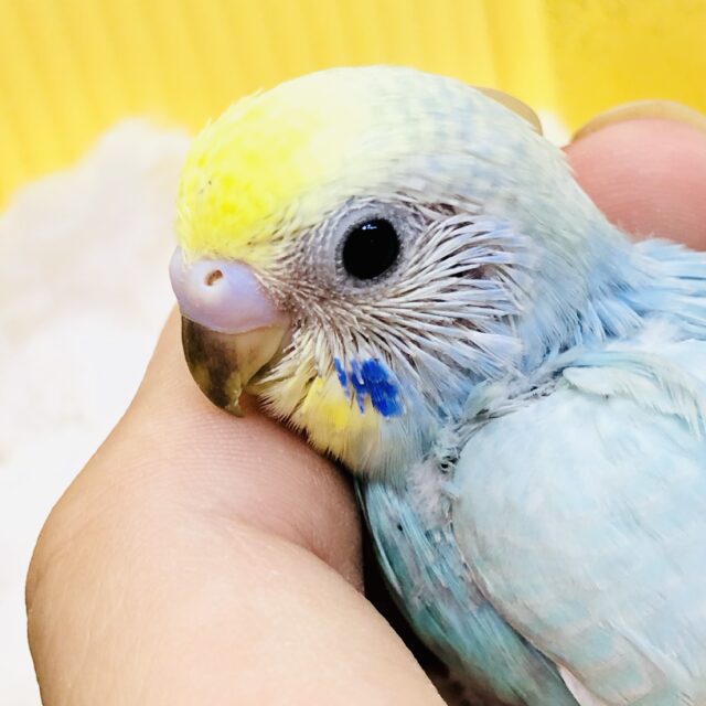 美しくパステルなカラー！！　セキセイインコ