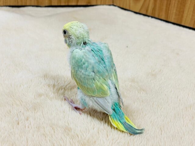 セキセイインコ