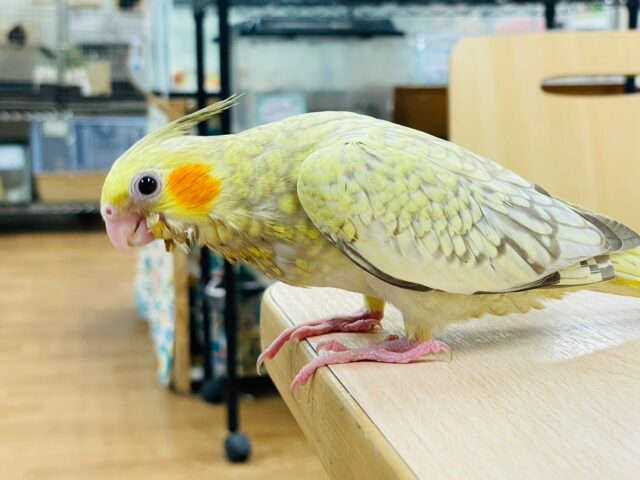 オカメインコ