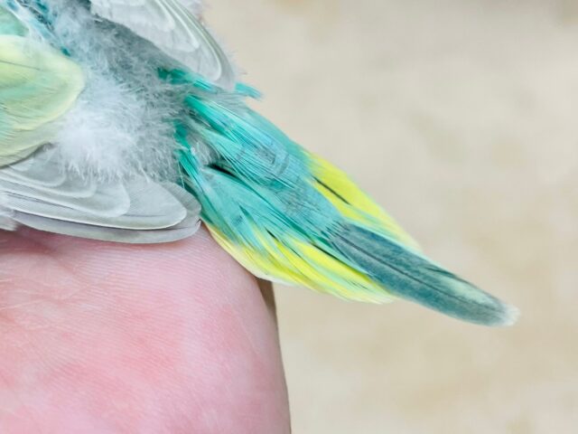 セキセイインコ