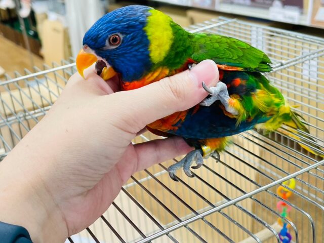 ゴシキセイガイインコ