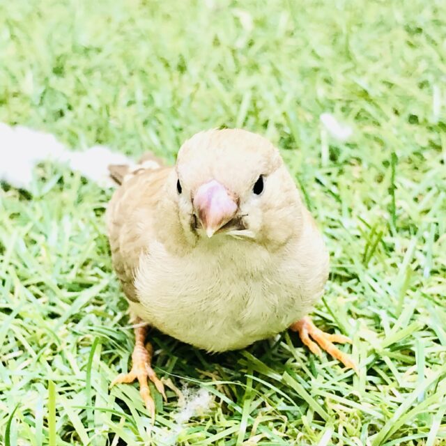 錦花鳥（キンカチョウ）