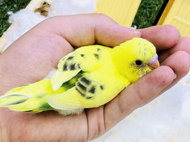 セキセイインコ