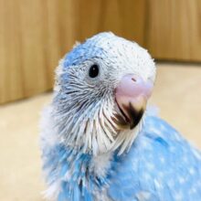 晴れた日の青空🩵セキセイインコ（スパングル）ヒナ