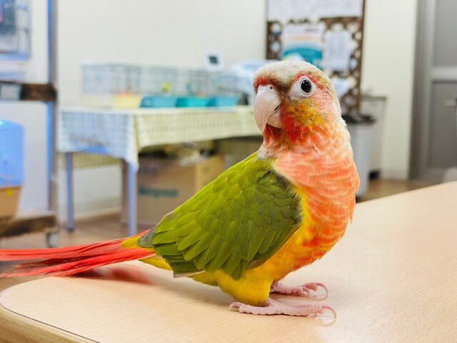 ホオミドリウロコインコ