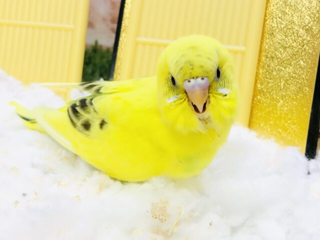 セキセイインコ