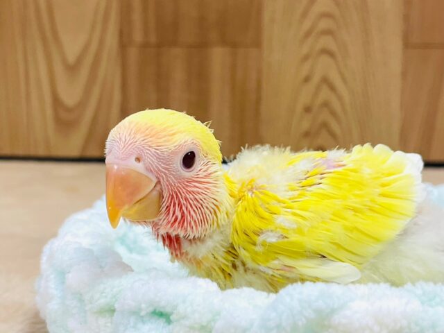 コザクラインコ（小桜インコ）