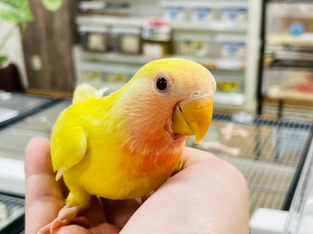 コザクラインコ（小桜インコ）