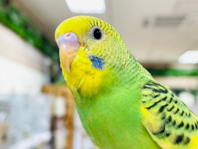 【動画更新🪄ひとり餌になりました⭐︎】好奇心旺盛な食いしん坊♡セキセイインコ（パイド）ヒナ