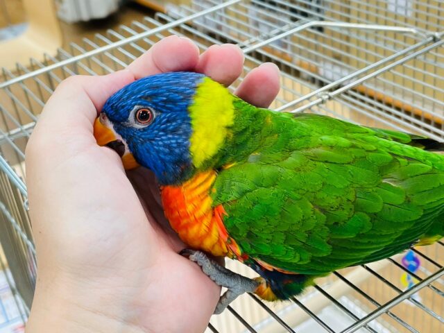 ゴシキセイガイインコ