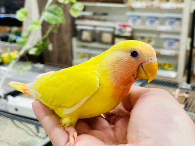 コザクラインコ（小桜インコ）