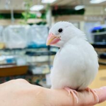 【最新画像更新🪄】真っ白になるのはすぐそこ！白文鳥　ヒナ