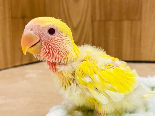 コザクラインコ（小桜インコ）