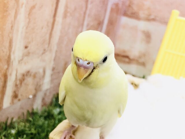 セキセイインコ