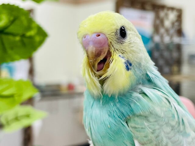 セキセイインコ