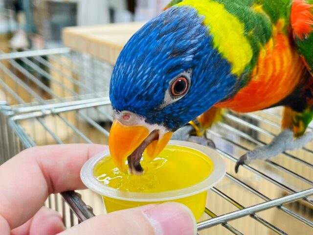 ゴシキセイガイインコ