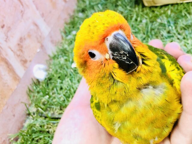 コガネメキシコインコ