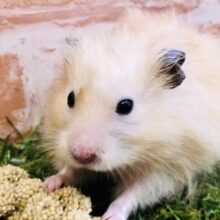 ゴージャスにテカテカです♪♪　サテンハムスター
