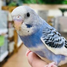 気分はモデルさん♡セキセイインコ（パイド）
