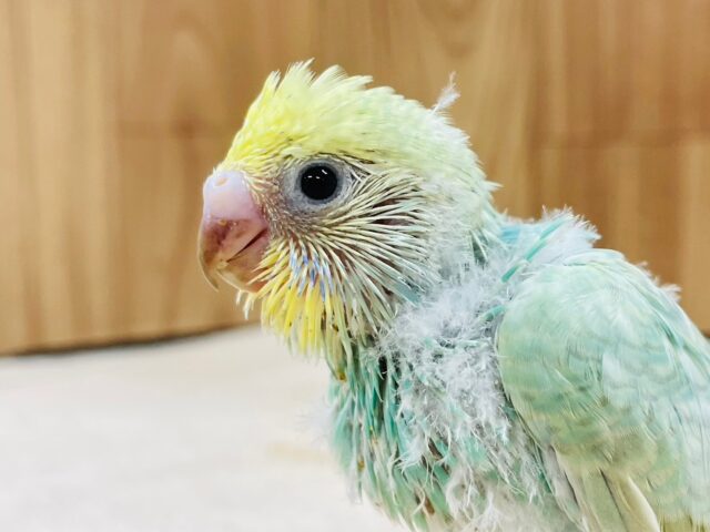 セキセイインコ