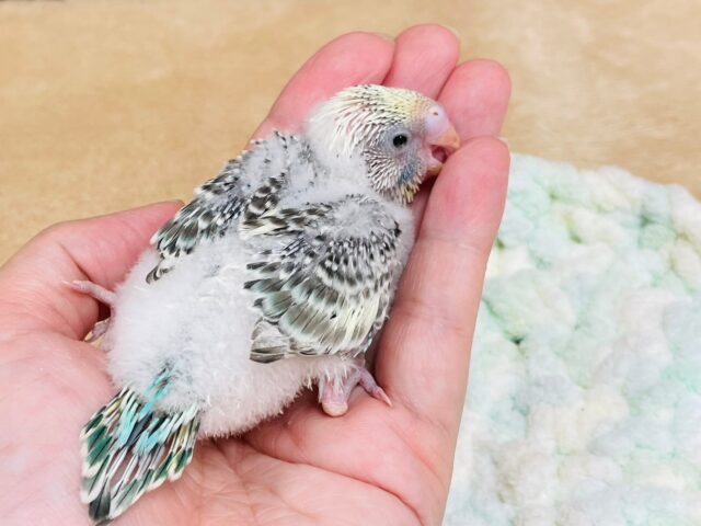 セキセイインコ