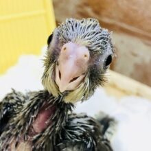 オカメインコフェア新規入舎情報！！　