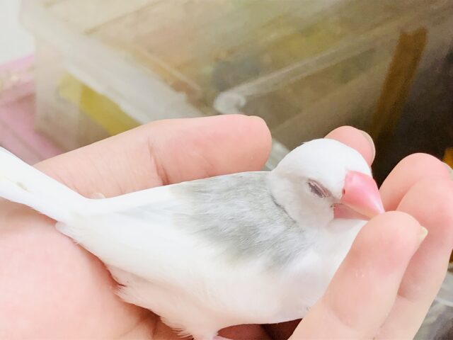 白文鳥