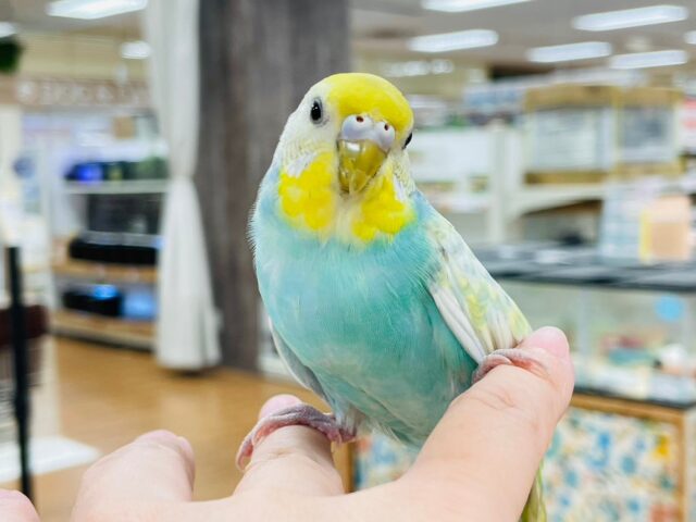 セキセイインコ