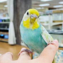【最新画像更新🪄】わくわくっ♪表情豊かで癒される🫧セキセイインコ(パステルレインボースパングル) ヒナ
