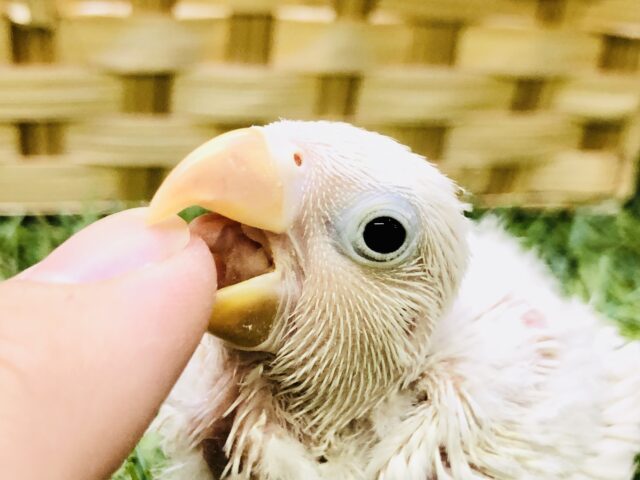 シロボタンインコ