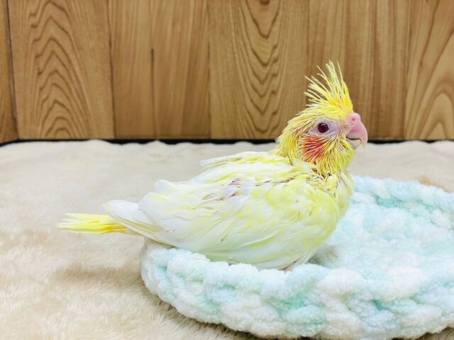 オカメインコ