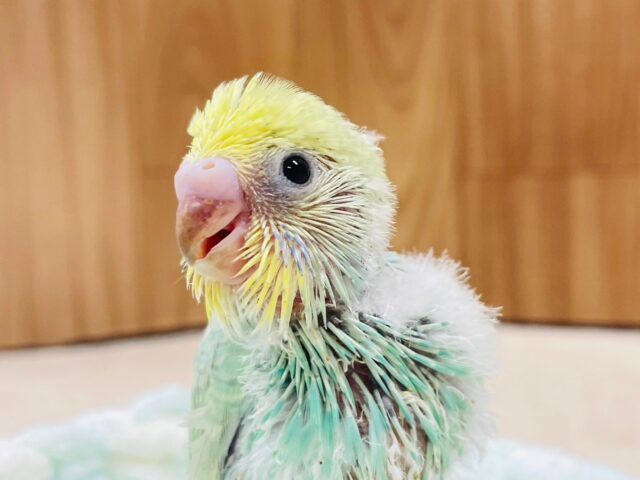 セキセイインコ