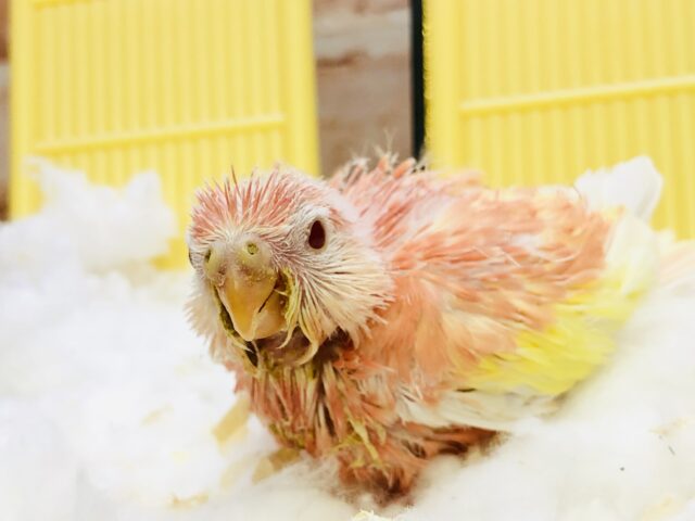 アキクサインコ（秋草インコ）