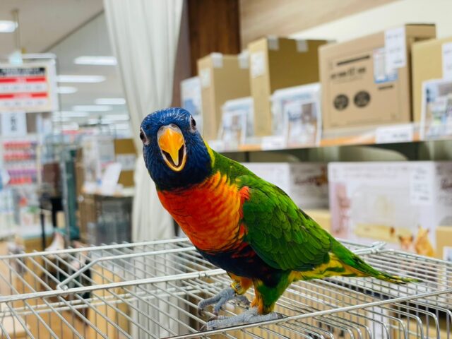 ゴシキセイガイインコ