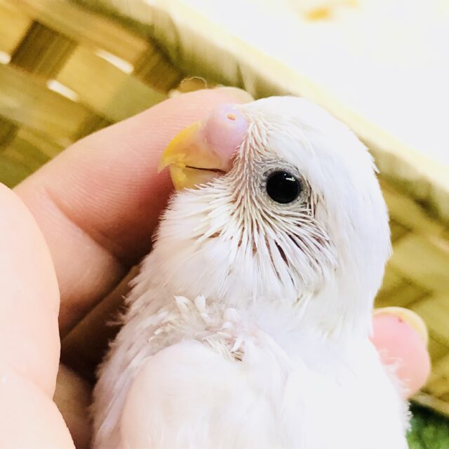 純白の花嫁？です♪♪　セキセイインコ