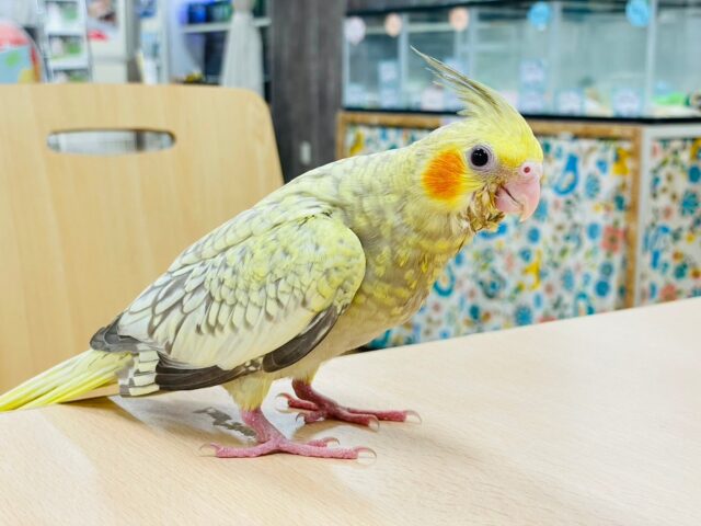 オカメインコ