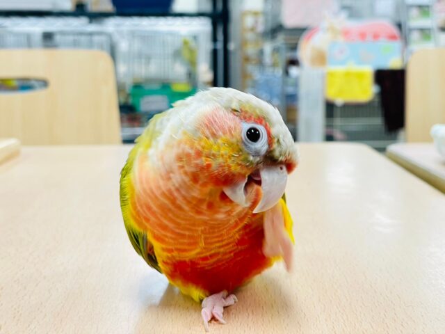 ホオミドリウロコインコ