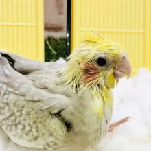 このカラー・・・人気です・・・✦✦　オカメインコ