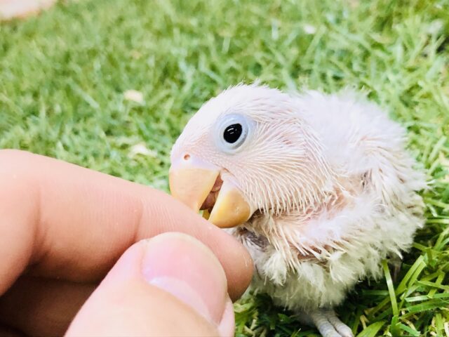 シロボタンインコ