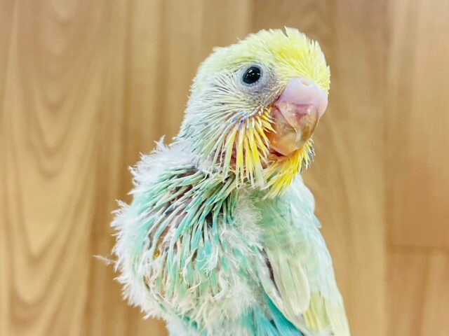 最新画像更新🪄】柔らかいカラーが人気♡セキセイインコ（パステルカラーレインボースパングル）ヒナ