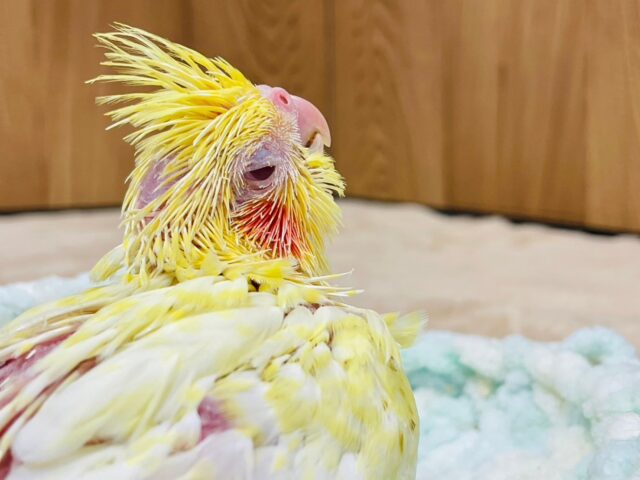 オカメインコ