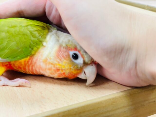 ホオミドリウロコインコ