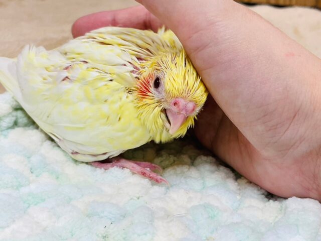 オカメインコ