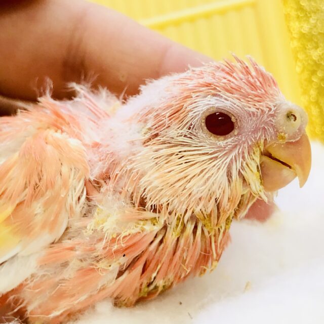 アキクサインコ（秋草インコ）