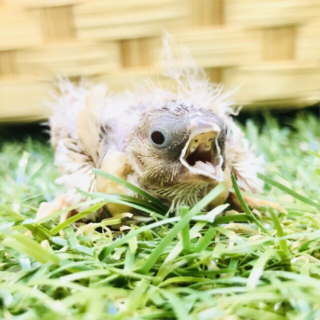 錦花鳥（キンカチョウ）