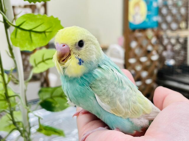 セキセイインコ