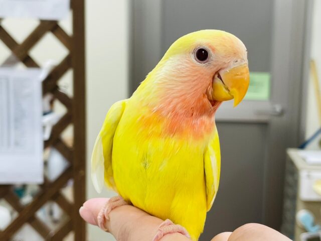 コザクラインコ（小桜インコ）