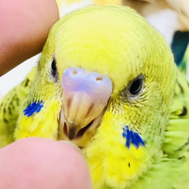 若葉🍃ちゃんだよ♪♪　セキセイインコ